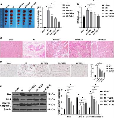 Function and Mechanism of Trimetazidine in Myocardial Infarction-Induced Myocardial Energy Metabolism Disorder Through the SIRT1–AMPK Pathway